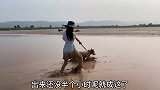 二哈：说出来你们可能不信，我严重怀疑，我家二哈想谋杀我