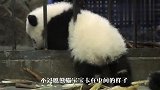 熊猫宝宝当着妈妈的面越狱：我出去给你拿点竹笋！结局笑翻了