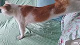 猫咪：懂喵星语的出来，咱们聊聊，俺可喜欢聊天了！