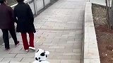 萌娃看见狗狗就追，妈妈在后面追