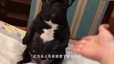 斗牛犬犯错以后，以为我要炖了它，一直在瑟瑟发抖