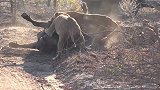 母狮群狩猎野牛现场，幼崽们前来助威