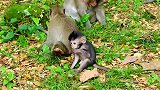 两只猴子在一起玩得很开心，它们的友谊最好