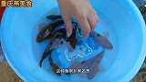湖南池塘里一种小鱼，长不大却非常名贵好吃，燕妹子享受野生美味