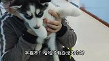 狗狗被男子带去又输液又打针，一针下去，嘟囔的脸上写满了委屈
