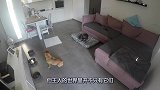 主人看监控里不在家的日子，狗狗无时无刻不在想他，场面令人感动