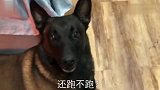 主人让狗狗把门关上，马犬上去就是一脚，主人：踹坏了，踹坏了