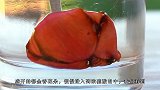 硫酸破坏力有多大老外作死实验，将它滴到血液里，结果却被吓坏