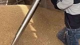 拯救发芽麦机器，一次加工20斤