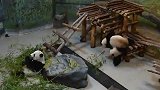 加拿大动物园熊猫宝宝摔跤 征服了国外网友