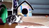 地毯上玩耍的小奶猫，这萌萌哒的小样子，也想养一只了！
