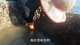 斌斌来鲍鱼井赶海，抓到大个鲍鱼、漂亮海螺，穿花裤衩运气就是好