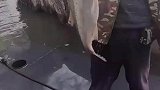 男子为抓脚下的鱼，结果手上的鱼跑了