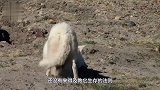 狼崽刚刚失去母亲，下一秒就被金雕发现了！镜头拍下惊险全过程