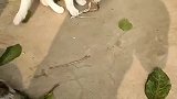 猫：小蛇快起来玩，别躺地上装死啊！