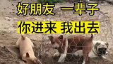 两狗协同挖地道试图越狱，门卫狗子却无动于衷严重失职！