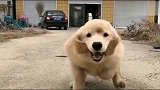 忠犬金毛，一个星期没见主人，主人回来后是什么场面！