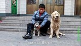 小虎捡回的二哈在家不吃也不喝，金毛在旁非说它有病，可信吗？