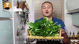 红薯叶怎么做好吃？老刘教你两种做法，鲜美有营养，全家都爱吃！