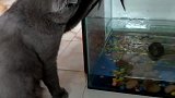 猫别呆在缸里呀，出来玩呀！