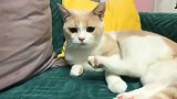 男人果然是大猪蹄子！橘猫：真是大猪蹄子