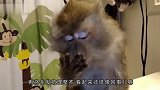 猴子闯祸，不满主人教训自己和主人顶起嘴来，主人还吵不过猴子！