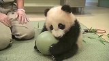 熊猫：先说好了，怎么玩都成，拿我球不可以！
