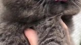 猫：没想到还是难逃主人的手心！