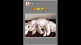 小猫咪产仔了，把公猫都给吓跑了
