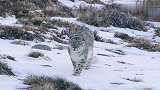 雪豹的史诗级坠崖捕猎，不管看多少遍都震撼人心！