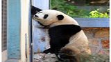 北京动物园游客扔石头砸熊猫 目击者：熊猫被吓到