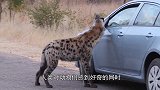 停车给狮子拍照，狮子突然咬住车尾不松口，车主立马踩油门！