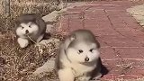 两只小胖狗