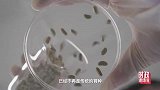 时政现场说丨为未来育种！端牢中国饭碗