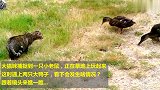 猫咪在草地捉老鼠，不料遇上两只悍鸭子捣乱，结局谁是赢家