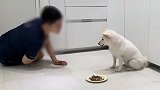 主人把饭端过来突然倒地，3只柴犬会是啥反应？看完要哭了