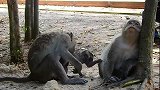 坏猴子阿玛拉如此欺侮小猴子，狠心肠猴妈无动于衷，枉为母亲