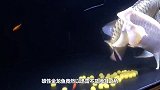 金龙鱼艰难产卵，却被雄鱼一口吞了，男子怒了：给老子吐出来！