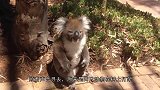 吃个苹果都能吃出沧桑感，考拉你到底经历了什么，镜头记录全过程