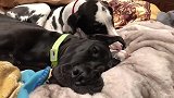 两只大丹犬感情真好，睡个觉也要腻歪在一起