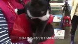 猫在鱼市场帮主人守摊位，只接受主人喂食，成了当地有名的猫老板