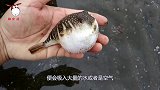 男子趁河豚吸气时，给它抽了一根烟，镜头拍下搞笑一幕