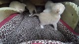 一群可爱的小猫咪小猫们在窝里翻来翻去的，感觉很有趣哦