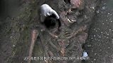 一条大腿骨头相当于10个人体重？法国找到“史前巨人”的残骸