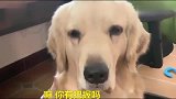 金毛被打了，铲屎官表示要去帮忙，金毛：铲屎官是真坑啊