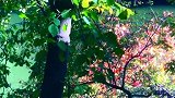 花儿总会开放，流水自当东流，顺适自然就好，凡事不必强求。