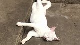 猫：好不容易有个时间休息，你来打扰我干啥啊！