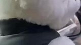 喜欢我圆圆的小狗头