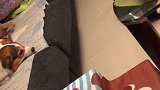 维维把心爱的鸭鸭又嘚瑟丢了