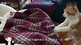 爸爸让小猫哄宝宝睡觉，下一秒请注意小猫的举动，看一次想笑一次
